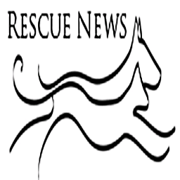 Animal 911 Rescue publishes News, Events, Stories and profiles about Animal Rescue Groups nation wide.