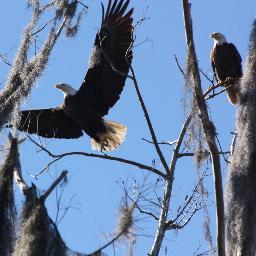 Thelullabylady's profile picture. 