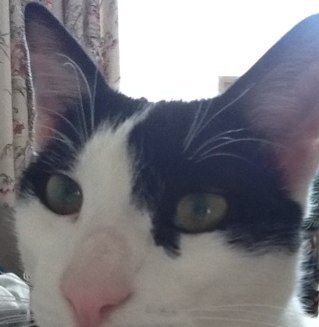 Archie - missing from Peabody Estate, Hammersmith since Friday morning, 29/3/13. Microchipped. Please RT and help us find him. Reward offered.