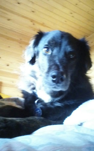 sheilaa23006084's profile picture. retired LD nurse. vegan. love all animals especially dogs. love nature, Hate animal cruelty and bullies.