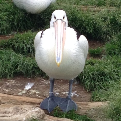 がんばる。