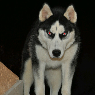 zyad_511_'s profile picture. Hi