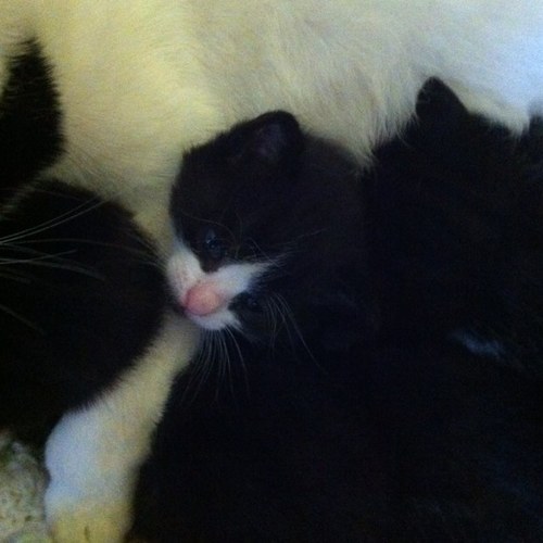 AmyMellor2's profile picture. 