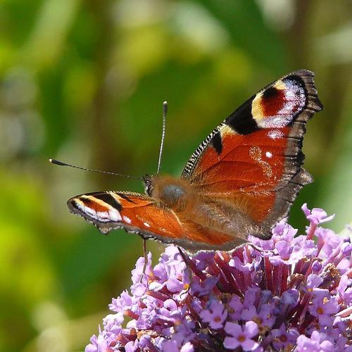 ashalynd_feed's profile picture. The daily shares, likes et cetera of @ashalynd  (that is me), to unclog the main account a bit :)  Started 19/7/2009.Thanks to @jimbofin for the picture!