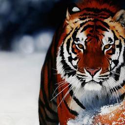 desi_999's profile picture. 