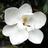 MagnoliaG2012's avatar