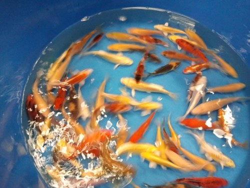 dejongkoi's profile picture. 