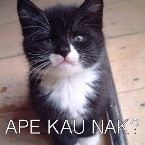 memang takde kerje