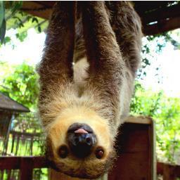 SolaceHealthLLC's profile picture. Solace Health is a unique Behavioral health agency that provides Animal-Assisted Therapy in a Nature-Focused environment in South FL.- Therapy Through Nature