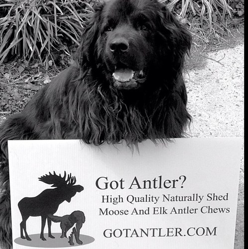 High Quality Naturally Shed Moose and Elk Antler Chews for dogs