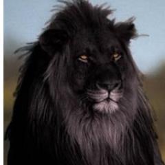 Skeptic_S13's profile picture. Skeptic Kid. Smart cookie. Loves the Barackness Monster slow jammin. Lol.....