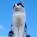Steve Langford (@mansecat) Twitter profile photo