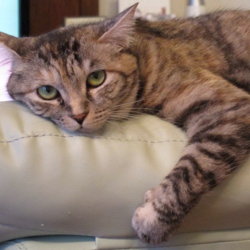 趣味：ねこ鑑賞とねこ撮影と生き物係とMacとiPhoneとiPadとスワローズ応燕とサーバー管理とGiuliettaいじり
