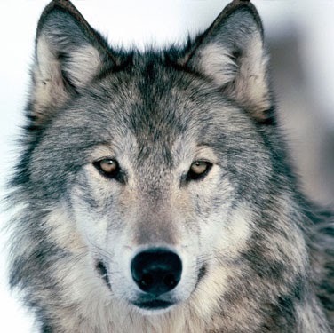 SMattWoolf's profile picture. 