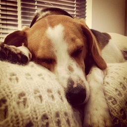 Albie_beagle's profile picture. Im a 3 yr old beagle, I love eating, walking and having lots of cuddles. My speciality is rolling in fox poo!