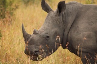 Today there are less than 29,000 Rhino in the wild in South Africa & Asia at the beginning of the century there were 500,000. 1K+ killed last year by Poachers!