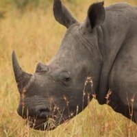 Save The Rhino (@sabisandrhino) Twitter profile photo