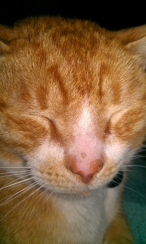 chumpalumbee's profile picture. Meow.