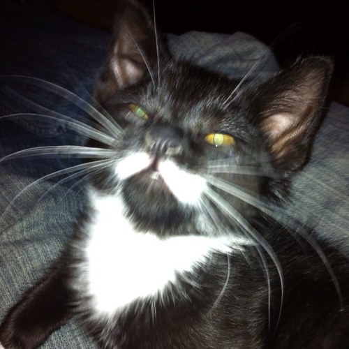 saxbood's profile picture. :)