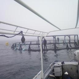 aka THE FISH FARM