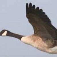 Ardoise16 (she/elle) (@ardoise16) 's Twitter Profile Photo