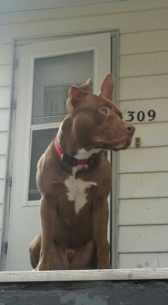 the nicest pit you'll ever meet.