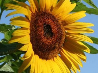 skidder527's profile picture. 