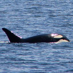 I serve and protect marine wildlife. They are my life force.
