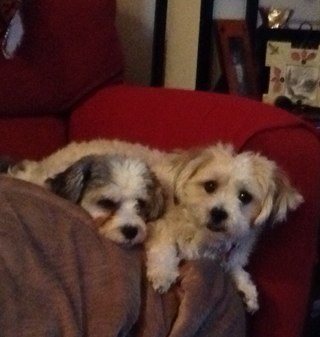 Love Disney, reading, my pets and partner!