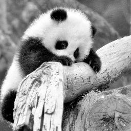 pandas all around the world
