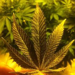 Just some fellow stoners, steady burnin #HashBash #StonerNation #OneLove 18+