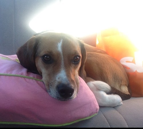 Beaglebays11's profile picture. I am an energetic and lovable beagle! I am 1 year old and have a lot to learn! 
Once I get my exercise in I love a good nap! Is that a treat you have?