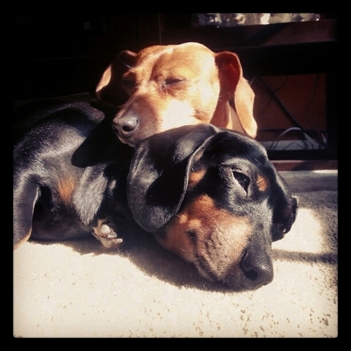 The adventures of 5 Dachshunds - Bella, Indy, Rambo, Chloe and Lola
