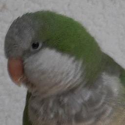 I love quaker parrots, amo los quaker parrots