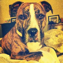 bondisimolines's profile picture. 