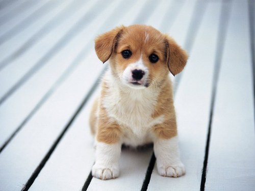Pictures that are too cute!