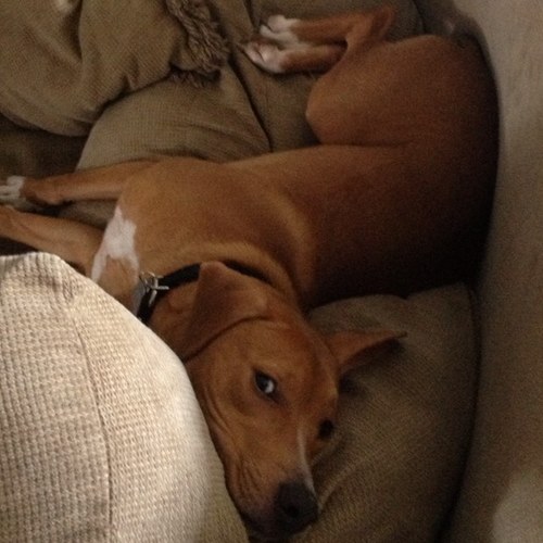 13nO_Rambo's profile picture. I love stass