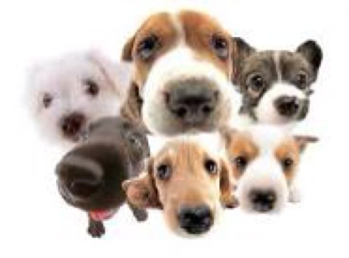 Lost_found_dogs's profile picture. Retweeting and posting lost and found dogs helping to reunite them with owners