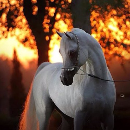 اللهم ارزقني حبك وحب من يحبك وحب كل عمل يقربني لحبك ❤❤❤