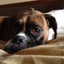 John A. DeWitt (@augiedoggieboy) Twitter profile photo
