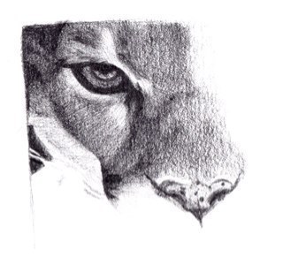 Vidales013's profile picture. 