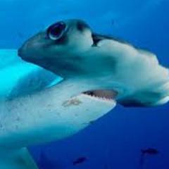 SaveHammerheads's profile picture. Kids taking action to save hammerheads!