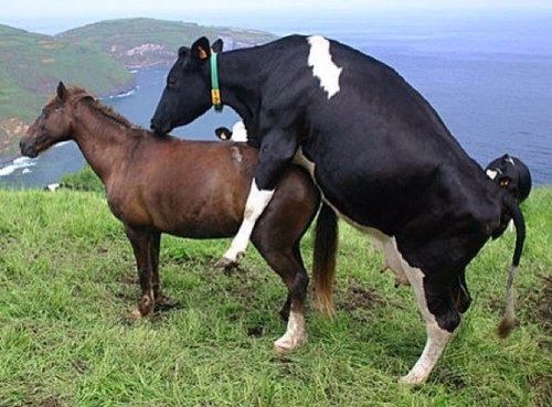 BRANDADINO's profile picture. Anti-foufe depuis plus de 15 generations.