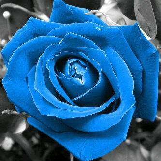 miss_fikafika's profile picture. 