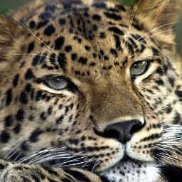 defanovka's profile picture. 