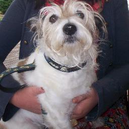 Be silly, Be honest, Be kind    (Ralph Waldo Emerson)         Please consider adopting your next best friend.