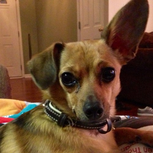 #BCBA working with adults with #autism with #BehaviorAnalysis, trying to be good at #running, & obsessed with my dog.