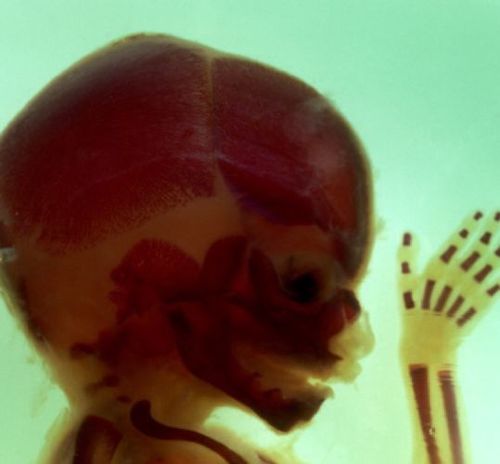 Kooleid's profile picture. .