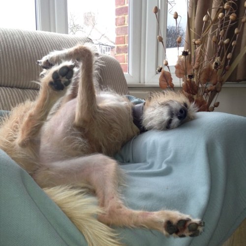 My name is Poppy and I am a lurcher.  Obviously.