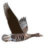 BirdWatchIE's profile picture. Ireland's largest conservation charity dedicated to protecting birds and biodiversity.